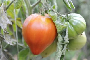 Cueillette fruits et légumes LIEUSAINT 77