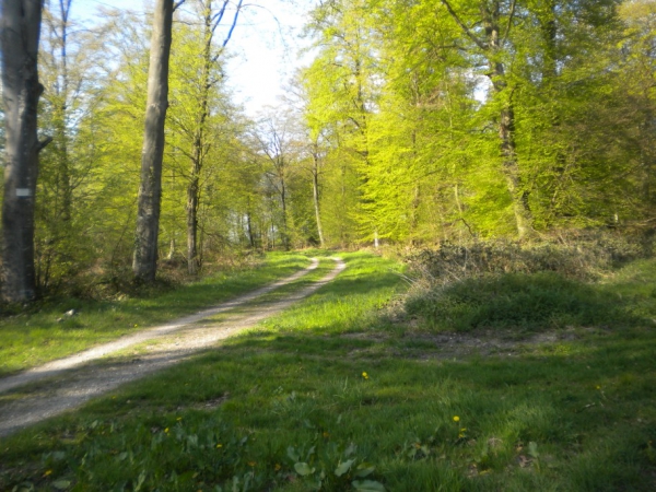 PETITE RANDO en forêt de Bord