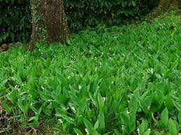 CUEILLETTE DU MUGUET