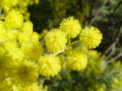 FETE DU MIMOSA A ROQUEBRUN.