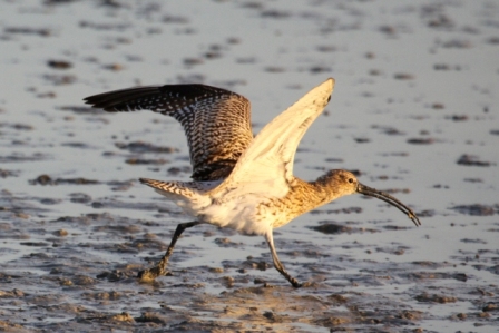 Visite réserve ornitologique en Camargue
