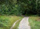 Marche en forêt de Sénart
